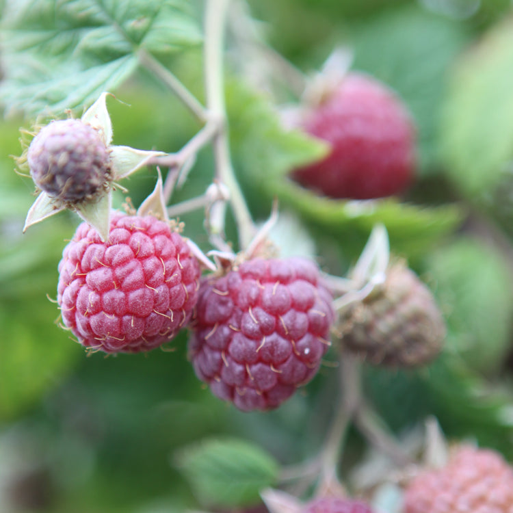 Raspberry 'Williamette' - young plant