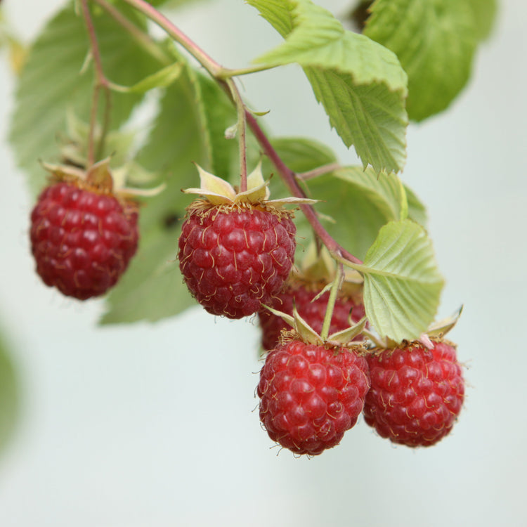 Himbeere 'Meeker' - Jungpflanze
