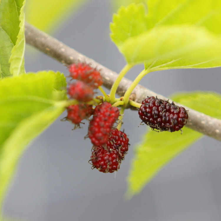 Maulbeere 'Mulle'-Jungpflanzen
