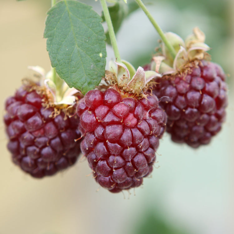 Blackberry hybrid 'Buckingham Tayberry' young plants