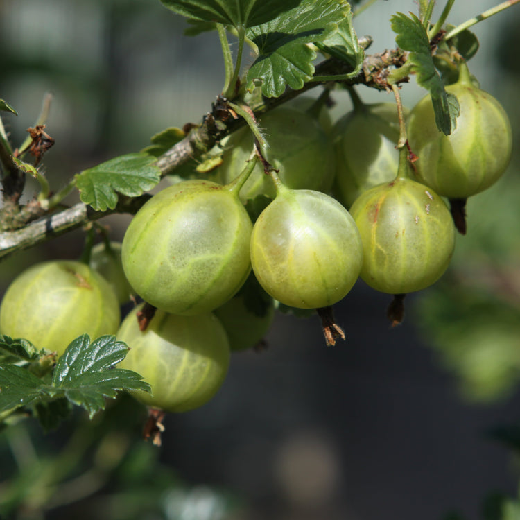 Gooseberry Easycrisp® Lady Sun® young plants