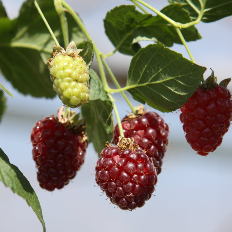 Blackberry hybrid 'Buckingham Tayberry' young plants