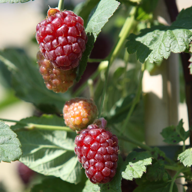 Blackberry hybrid 'Buckingham Tayberry' young plants
