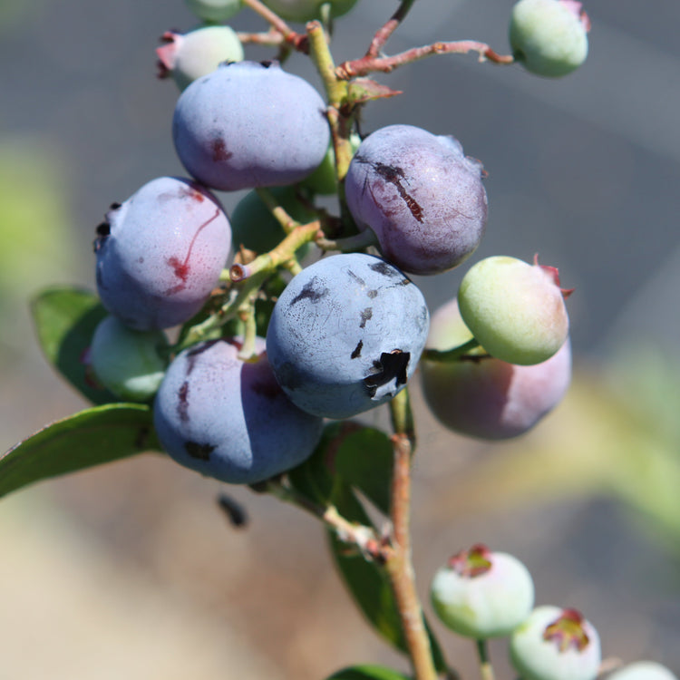 Heidelbeere 'Brigitta Blue'-Jungpflanzen