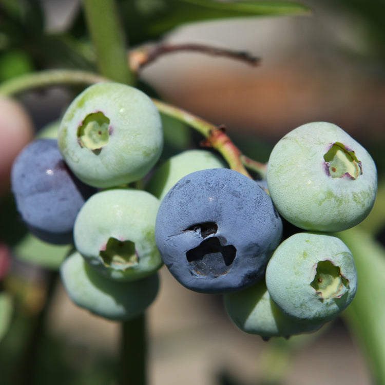 Blueberry 'Blue Dessert'® young plants