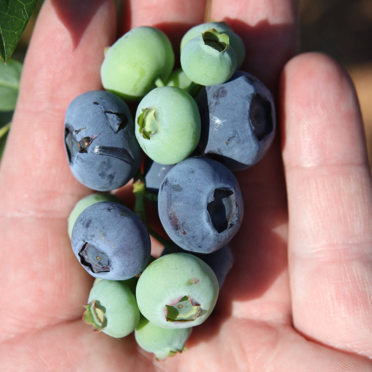 Heidelbeere 'Blueroma'®-Jungpflanzen