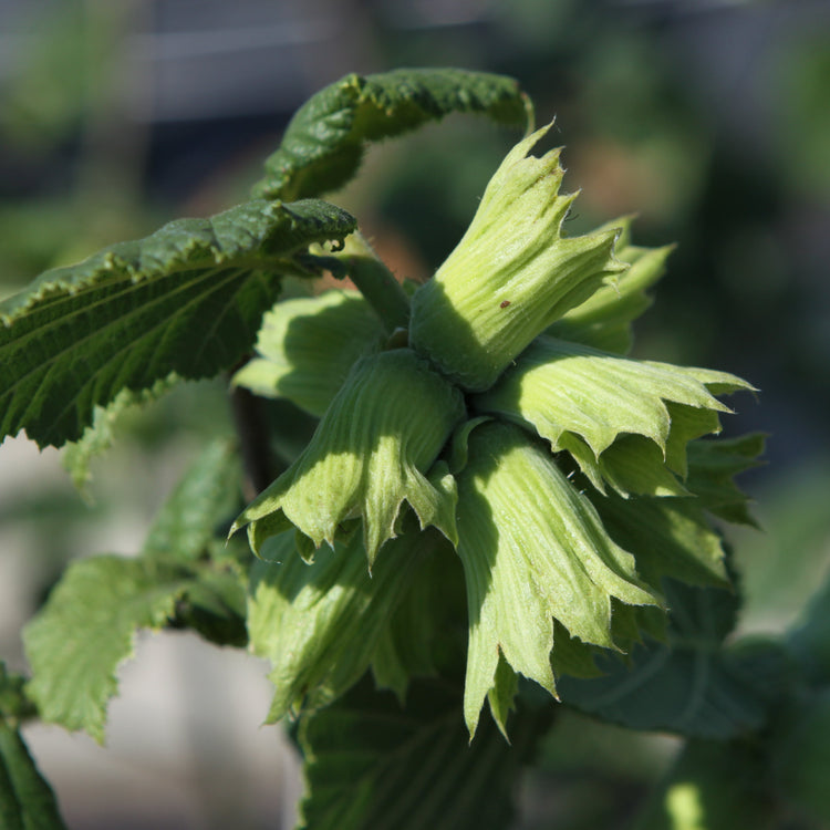 Webb's Prize Cob Hazelnut - Young Plants