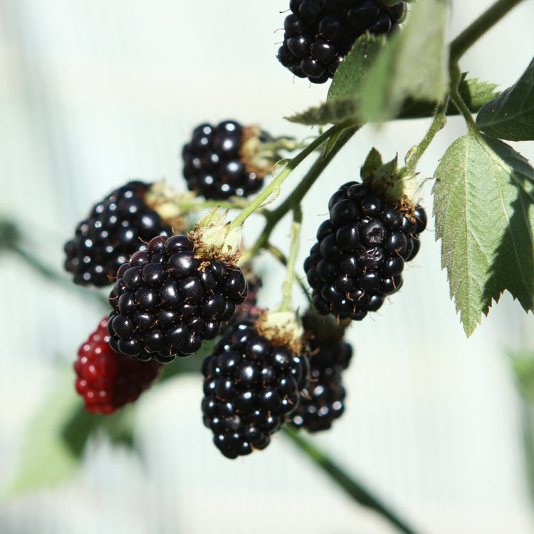 Brombeere 'Navaho® original'-Jungpflanzen