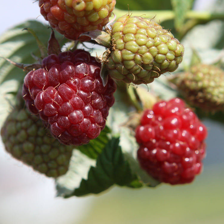 Raspberry 'Zefa III' - young plant