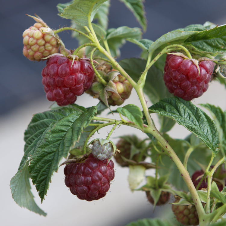 Raspberry Primeberry® 'Autumn First®' young plants