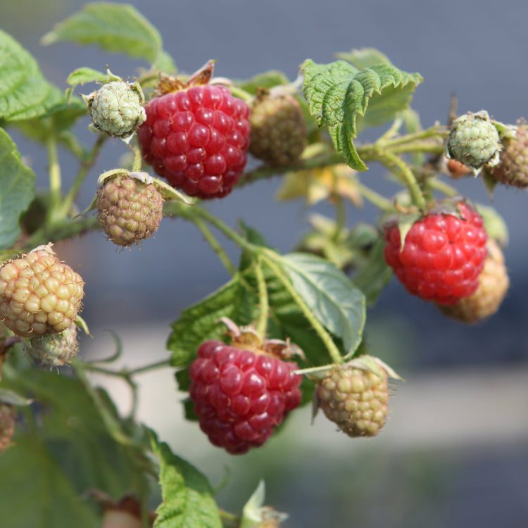 Himbeere 'Autumn Bliss' - Jungpflanzen