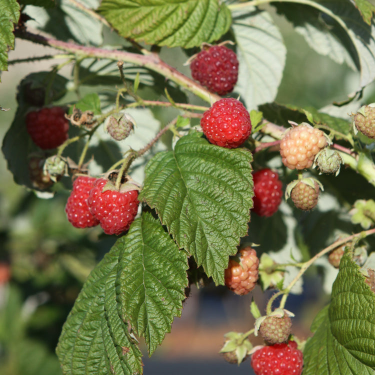 Himbeere 'Autumn Bliss' - Jungpflanzen