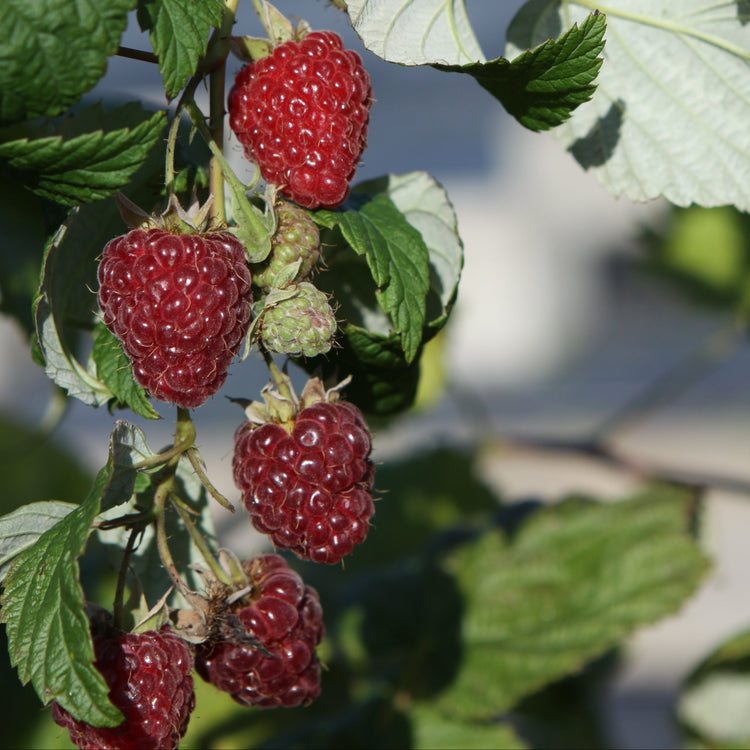 Raspberry 'Zefa III' - young plant