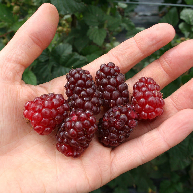 Blackberry hybrid 'Tayberry' young plants