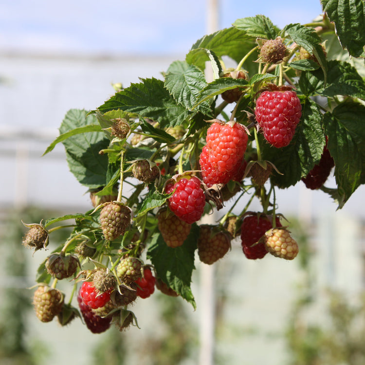 Raspberry Primeberry® 'Autumn Belle®' young plants