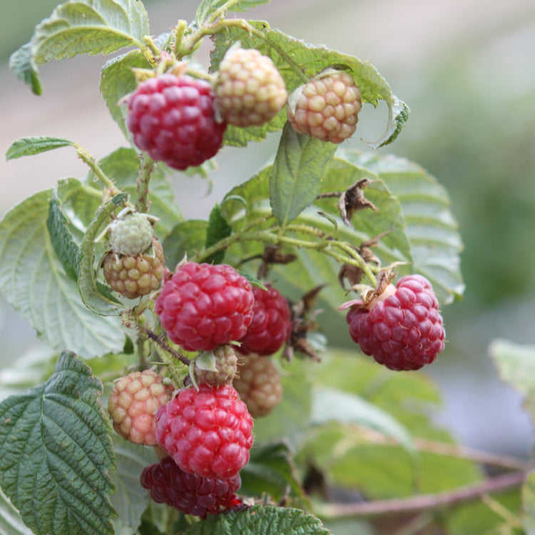 Himbeere 'Autumn Bliss' - Jungpflanzen