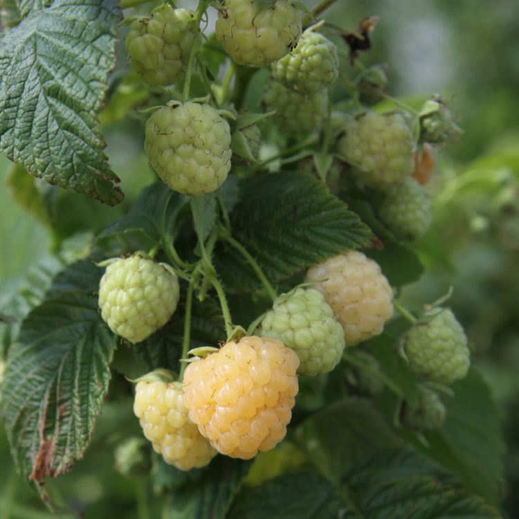 Raspberry Twotimer® 'Sugana yellow' young plants