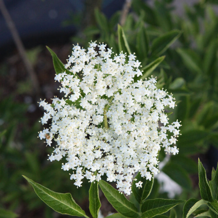 Black elderberry 'Haidegg 17' - young plants