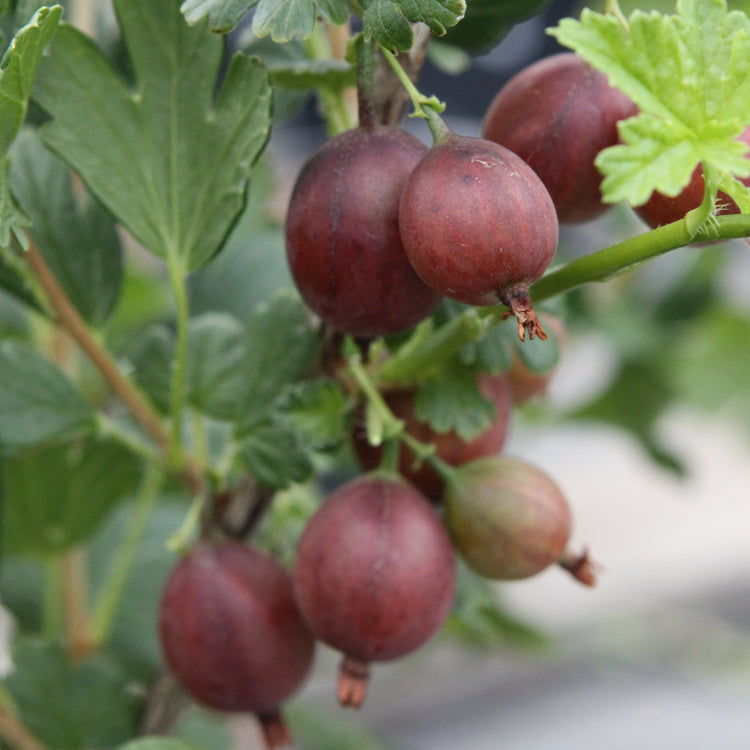 Stachelbeere Easycrisp® Captivator red-Jungpflanzen