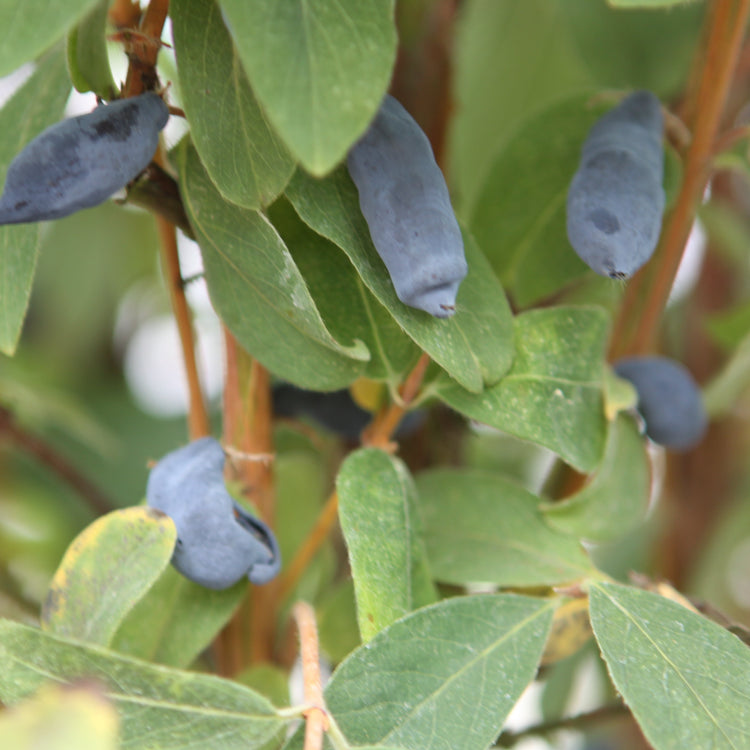 Blue honeysuckle 'Martin' young plants