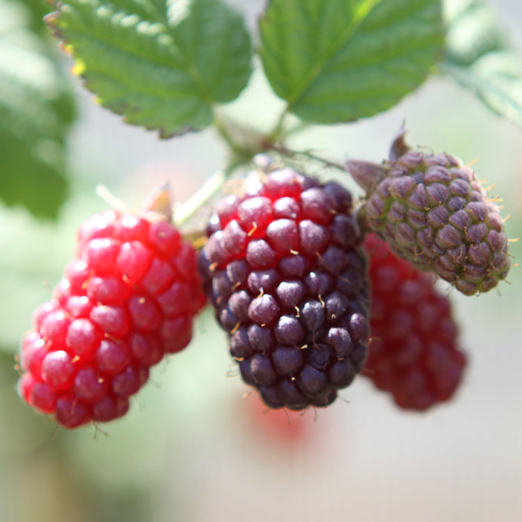 Blackberry hybrid 'Tayberry' young plants