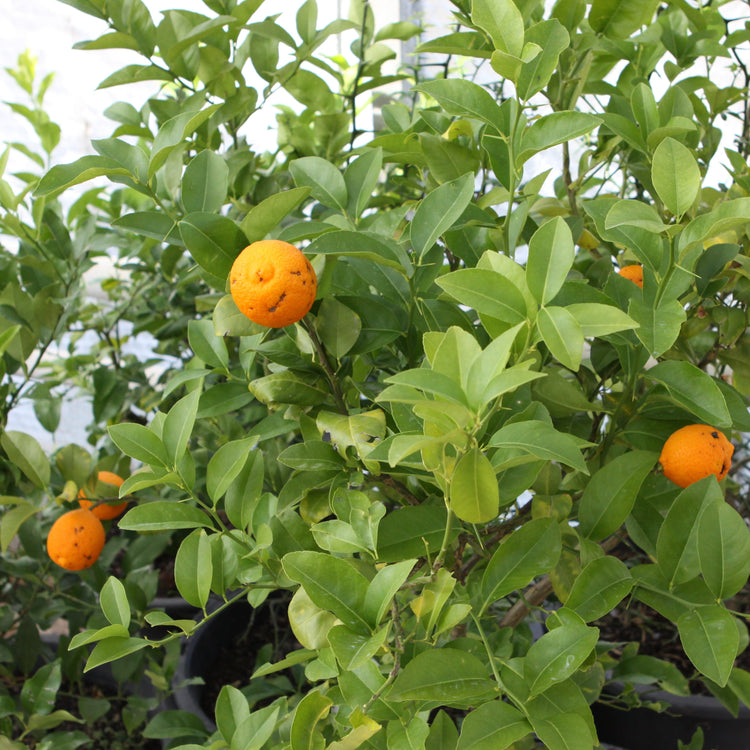 Citrobella® Volkamer lemon young plants