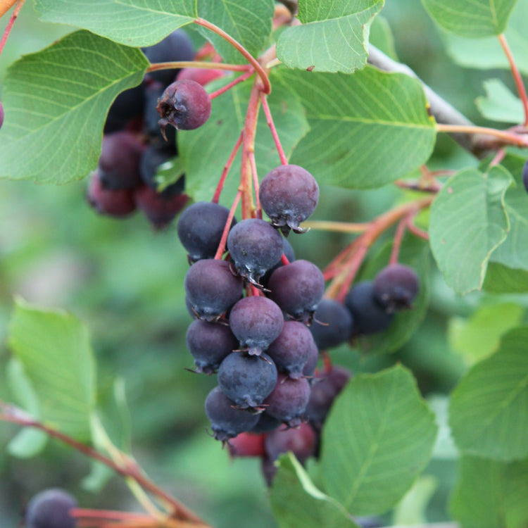 Saskatoon-Beere 'Saskalate®'-Jungpflanzen