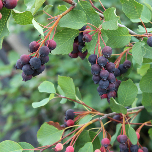 Saskatoon berry 'Saskalate®' young plants