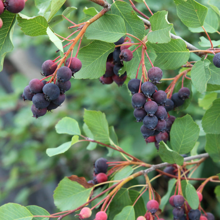 Saskatoon-Beere 'Saskalate®'-Jungpflanzen