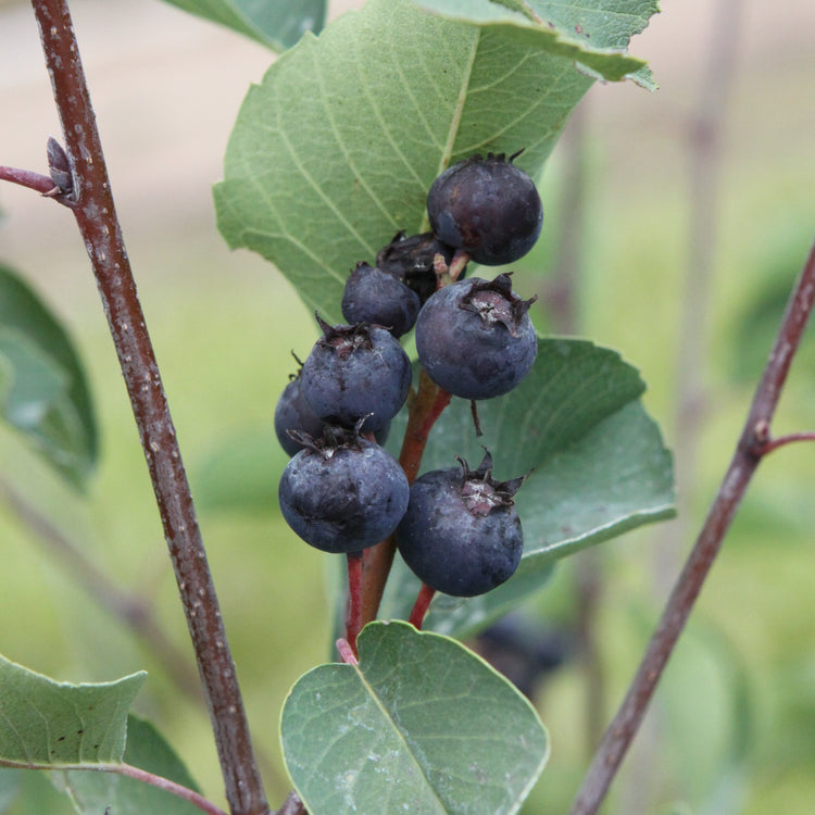 Saskatoon berry 'Thiessen' young plants