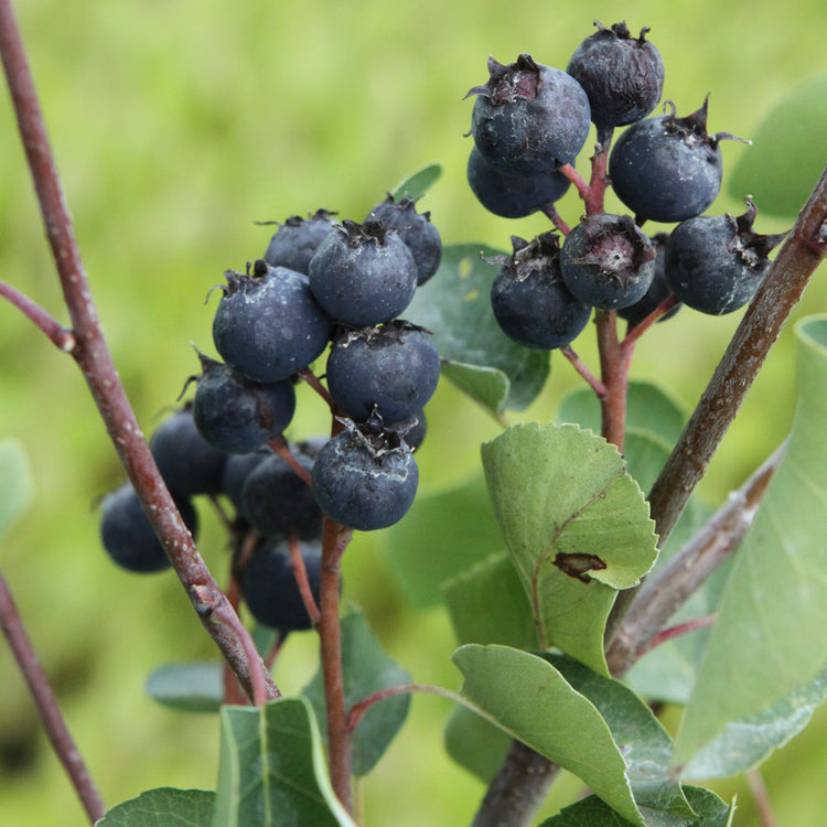 Saskatoon berry 'Thiessen' young plants