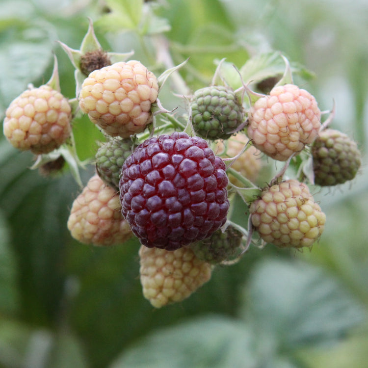 Raspberry Primeberry® 'Autumn Passion®' young plants
