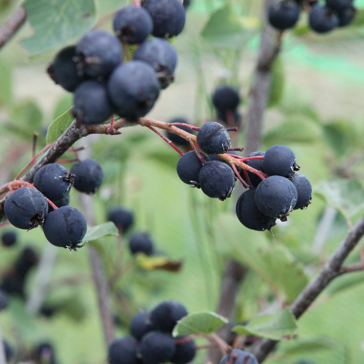 Saskatoon berry 'Saskalate®' young plants