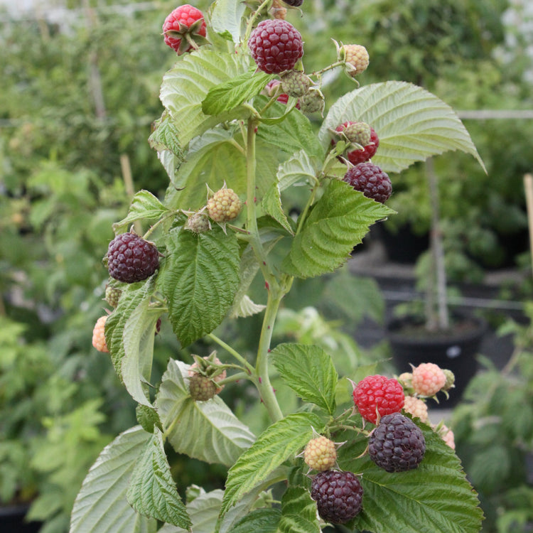 Raspberry Primeberry® 'Autumn Passion®' young plants