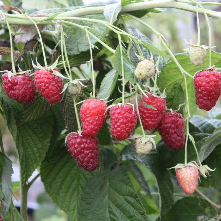 Raspberry Primeberry® 'Autumn Happy®' young plants