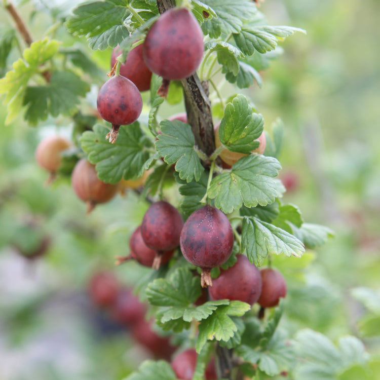 Stachelbeere Easycrisp® Captivator red-Jungpflanzen