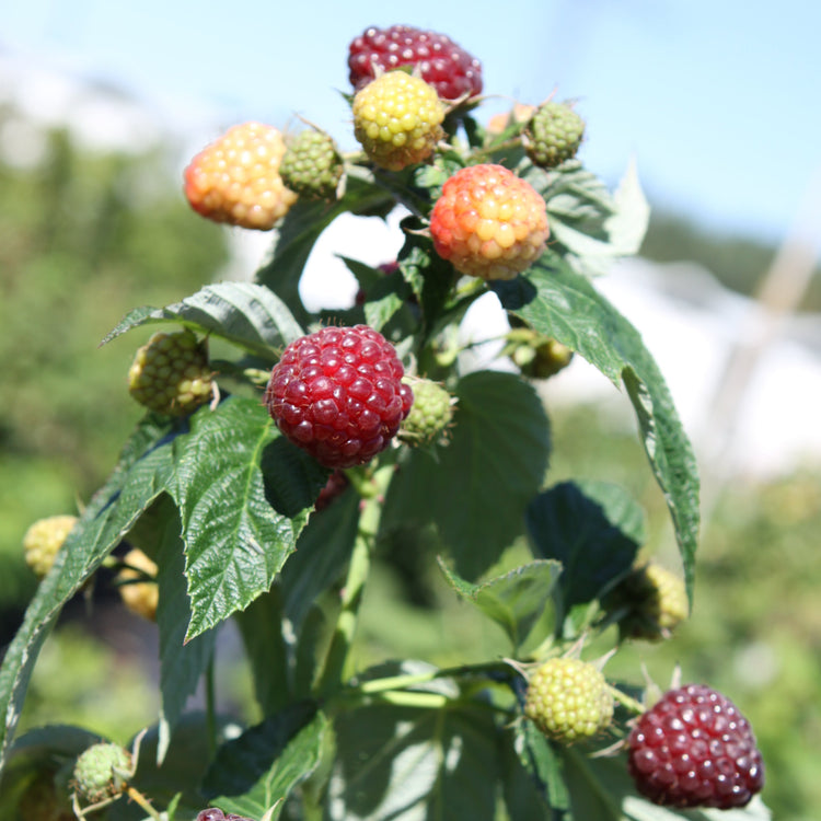 Raspberry Primeberry® 'Autumn Passion®' young plants