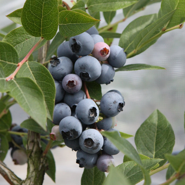 Heidelbeere 'Brigitta Blue'-Jungpflanzen