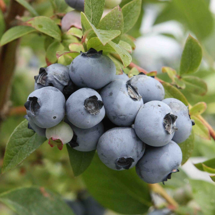 Heidelbeere 'Blueroma'®-Jungpflanzen