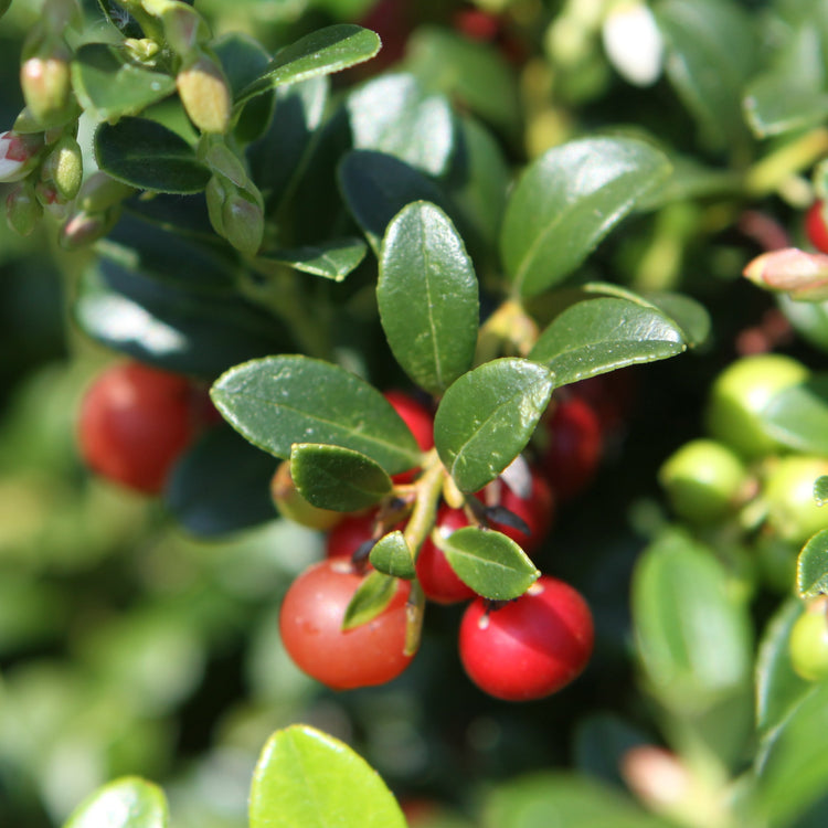 Preiselbeere 'Red Pearl'®-Jungpflanzen