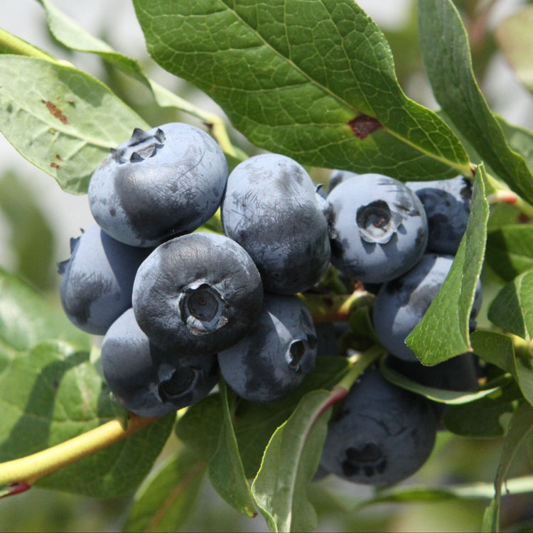 Heidelbeere 'Patriot'-Jungpflanzen