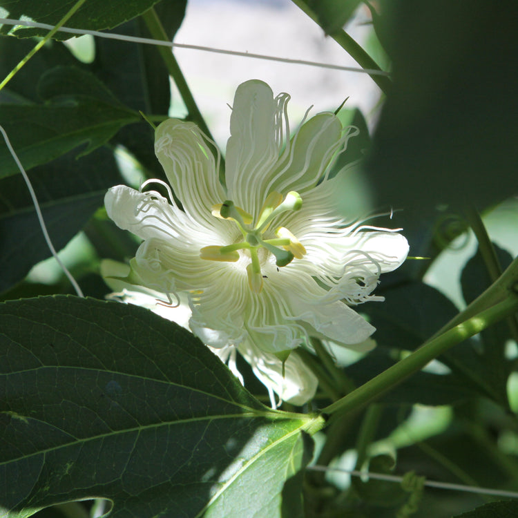 Passionsfrucht Cooltropics® Snowstar®-Jungpflanzen