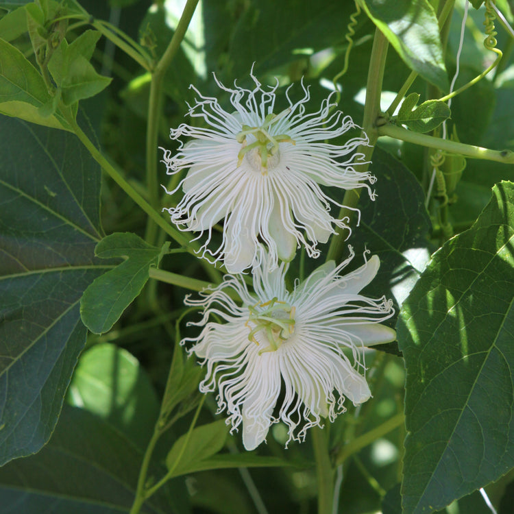 Passionsfrucht Cooltropics® Snowstar®-Jungpflanzen