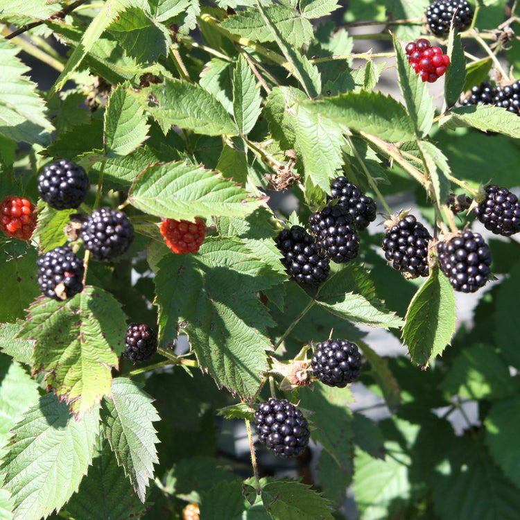 Brombeere 'Br 22-01' - Neuheit 2026