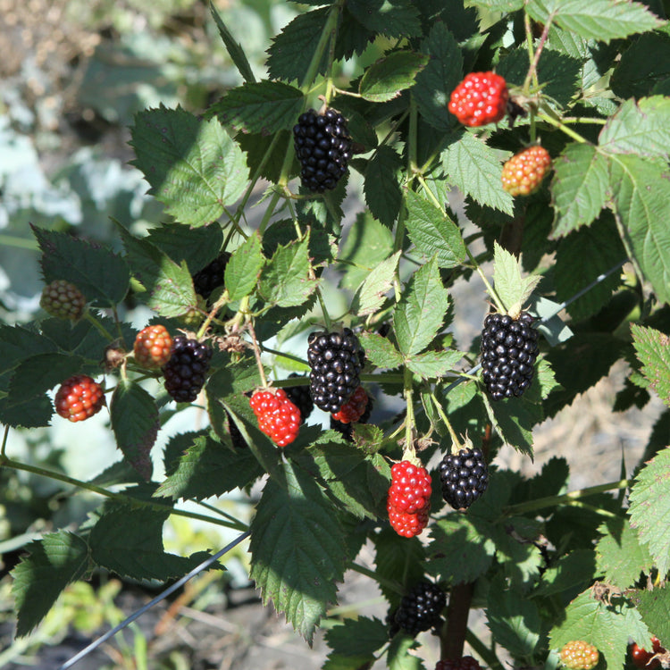 Brombeere 'Br 22-01' - Neuheit 2026