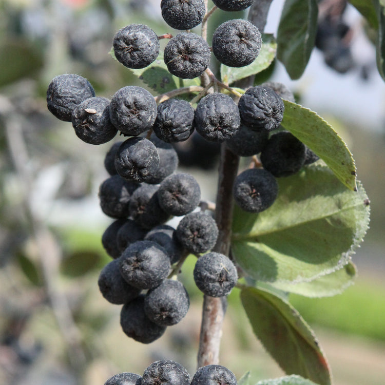 Apfelbeere 'Viking'-Jungpflanzen