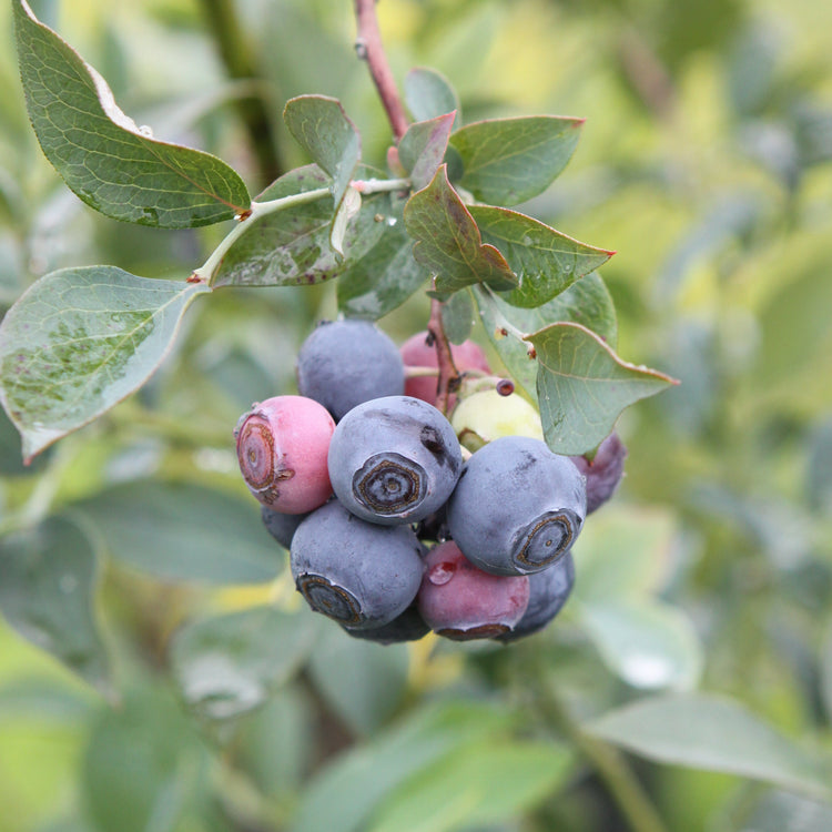 Heidelbeere 'Buddy Blue'-Jungpflanzen