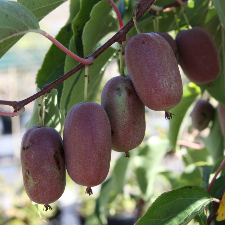 Kiwiberry® Pink Jumbo