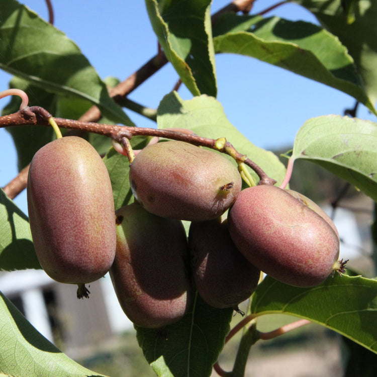 Kiwiberry® Pink Jumbo