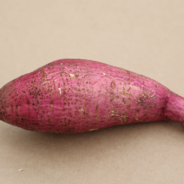 Sweet potato Sugaroot® 'Orange' young plants